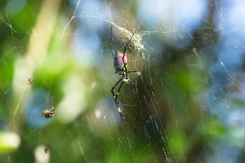 A close-up of a spider in its web, with a blurred background of greenery and a small insect caught nearby.