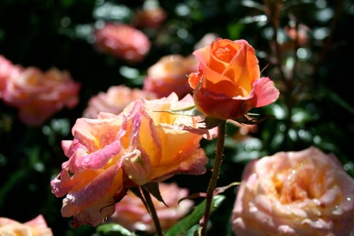 A close-up of vibrant pink and orange roses with droplets of water, set against a blurred background of more roses.
