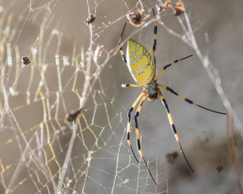 A close-up of a yellow spider with black markings on its legs, resting in a delicate web.