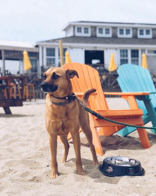 A brown dog stands on the sand near colorful beach chairs and a food bowl.