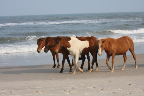 A group of horses walking along a sandy beach with ocean waves in the background.