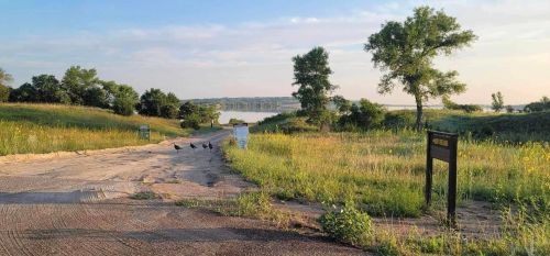 A dirt road leads to a lake, flanked by green grass and trees, with a few birds walking along the path.
