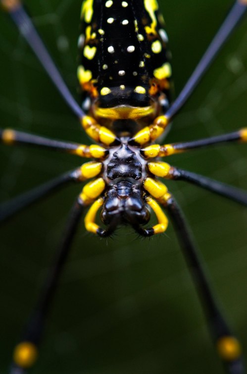 Close-up of a black and yellow spider, showcasing its intricate patterns and long legs against a green background.