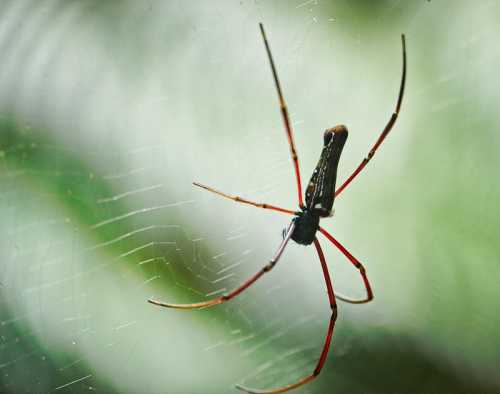 A close-up of a spider with long legs and a dark body, resting on its intricate web against a blurred green background.