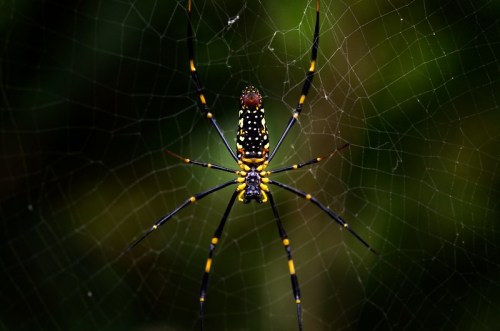 A close-up of a large spider with yellow and black markings on its body, resting in a web against a blurred green background.
