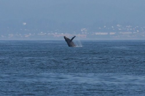 A whale breaches the surface of the ocean, creating a splash against a misty coastal backdrop.