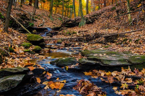 A serene stream flows through a forest blanketed with autumn leaves, surrounded by colorful trees.