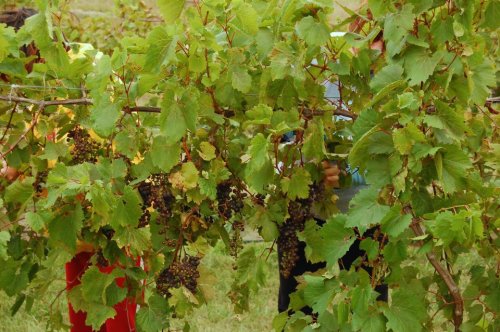 Two people are seen harvesting grapes among lush green vines in a vineyard.