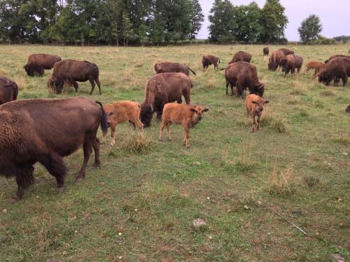 A herd of bison grazing in a grassy field, with several calves among them. Trees are visible in the background.