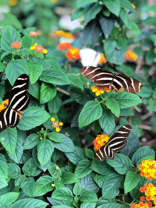 Three butterflies with black and white stripes resting on vibrant orange flowers among lush green leaves.