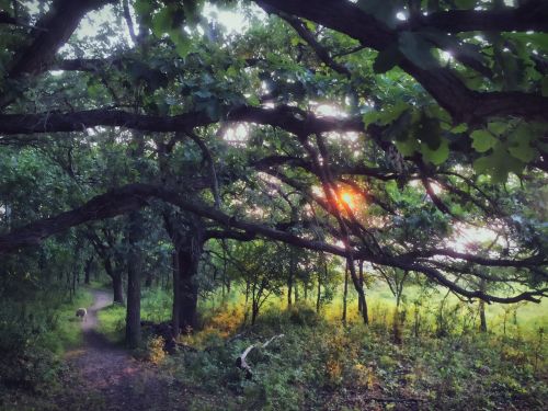 A serene forest path framed by trees, with sunlight filtering through the branches, creating a peaceful atmosphere.