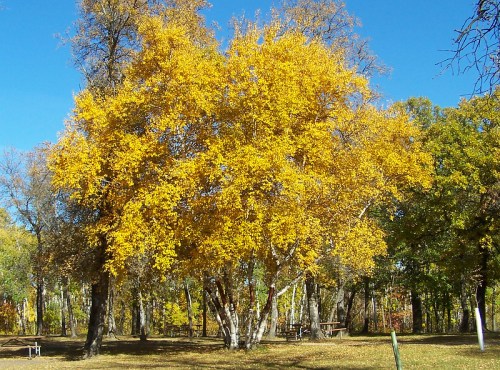 A vibrant yellow tree stands among green trees under a clear blue sky, showcasing autumn colors in a park setting.