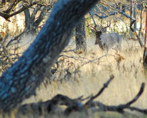 A deer with antlers stands among trees in a grassy area, partially obscured by branches.