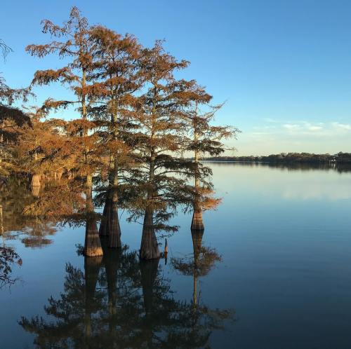 Cypress trees with autumn foliage reflected in calm water under a clear blue sky.