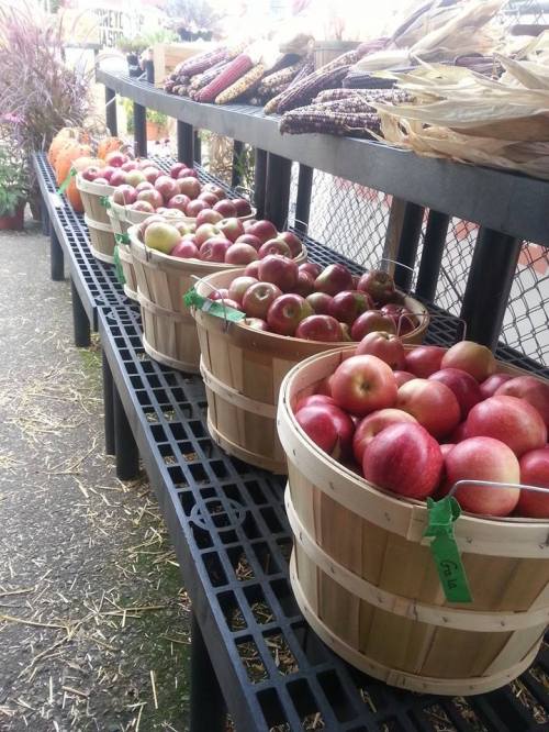Baskets of red apples lined up on a black shelf at a market, surrounded by autumn decorations.