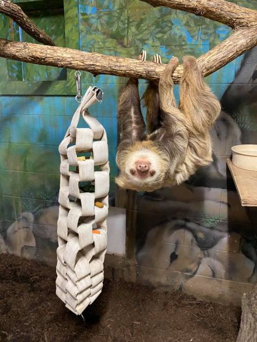 A sloth hangs upside down from a branch, with a food-filled hanging pouch nearby in a colorful habitat.