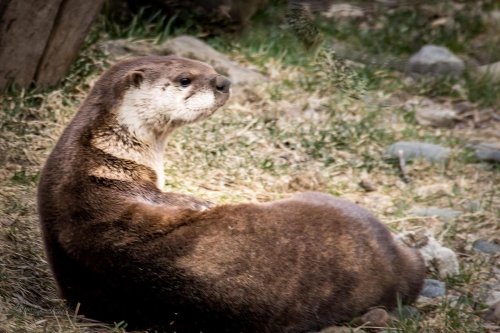 A relaxed otter lounging on the ground, surrounded by grass and small rocks.