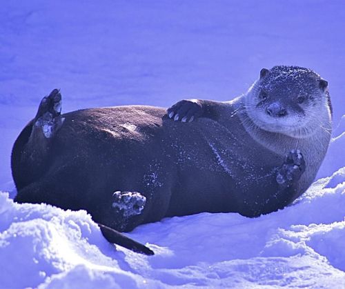 A playful otter lying on its back in the snow, with a light dusting of snow on its fur.