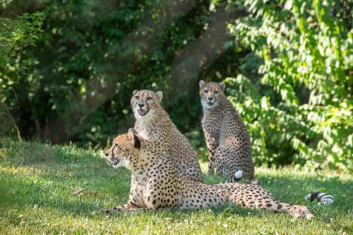 Three cheetahs resting on green grass, surrounded by lush greenery. One is lying down, while the others sit upright.