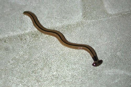 A slim, brown, wavy worm-like creature resting on a textured surface.
