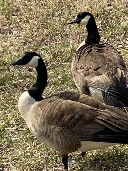 Two Canada geese standing on grass, with one slightly in the background, showcasing their distinctive black and white heads.