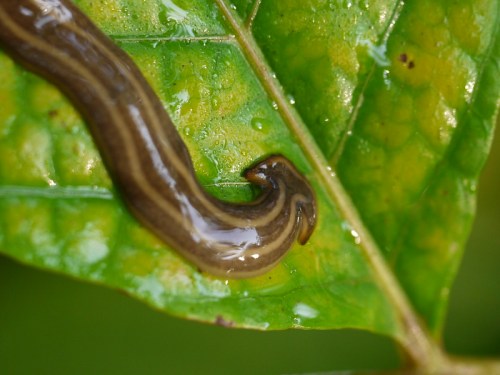 A close-up of a brown, slimy worm-like creature on a green leaf, with droplets of water on the surface.
