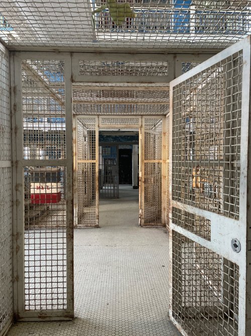 A view of empty, rusty prison cells with open metal doors and a tiled floor.