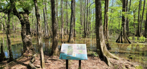 A lush swamp scene with tall trees and a sign displaying information about the area, surrounded by water.