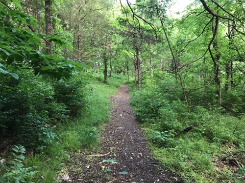 A narrow dirt path winds through a lush green forest, surrounded by trees and dense foliage.