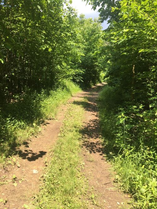 A dirt path surrounded by lush greenery and trees, leading into a shaded area.