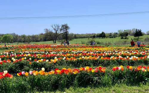 A vibrant field of tulips in various colors under a clear blue sky, with people enjoying the scenery in the background.