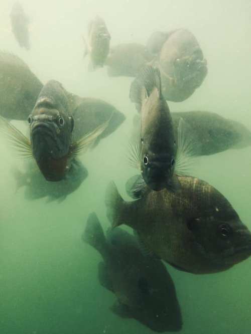 A group of fish swimming underwater in murky green water, with several fish clearly visible in the foreground.