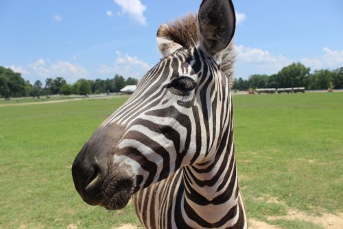A close-up of a zebra's face, showcasing its distinctive black and white stripes against a grassy background.