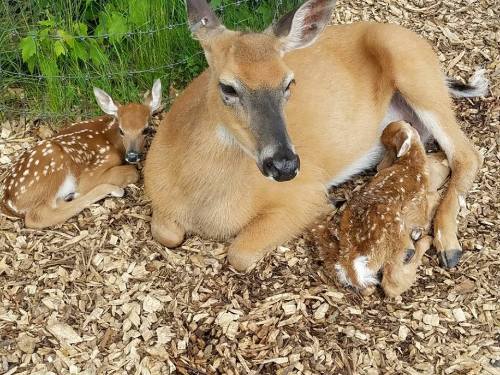 A mother deer resting on the ground with two spotted fawns nestled beside her.