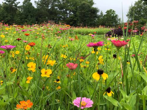 A vibrant field of colorful wildflowers in various shades of pink, yellow, and orange, surrounded by lush green grass.