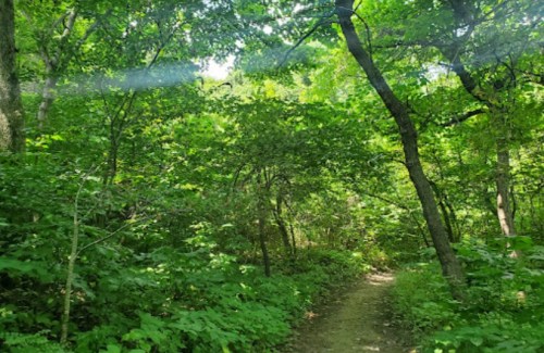A lush green forest path surrounded by dense trees and foliage, with sunlight filtering through the leaves.