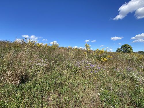 A grassy hillside with wildflowers under a bright blue sky and fluffy white clouds.