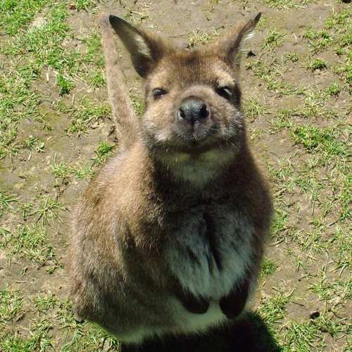 A close-up of a wallaby standing on grass, looking curiously at the camera with a friendly expression.