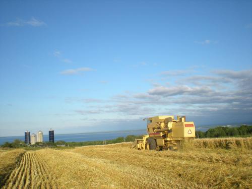 A yellow harvesting machine in a field with silos and a blue sky in the background.
