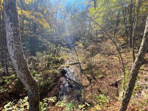 A serene forest scene with a small stream flowing through trees, surrounded by autumn foliage and dappled sunlight.