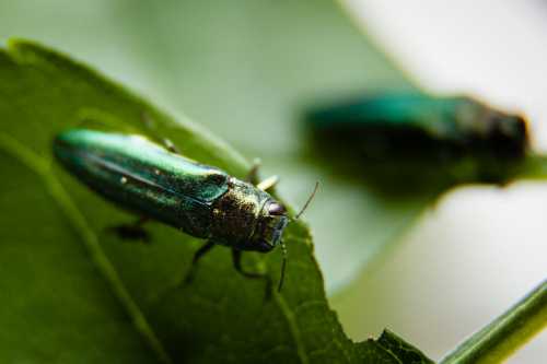 Close-up of shiny green beetles on a green leaf, showcasing their intricate details and textures.