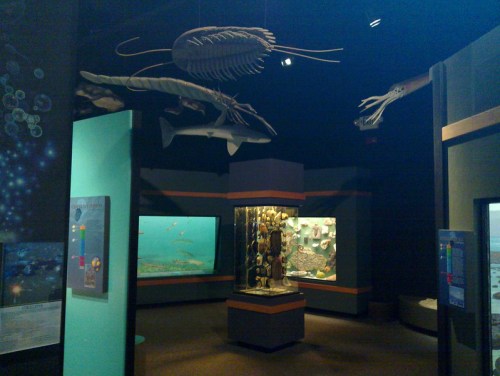 A dimly lit museum exhibit featuring marine life displays, including a shark and squid suspended from the ceiling.