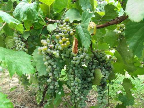 Bunches of green grapes hanging from a vine, surrounded by lush green leaves.