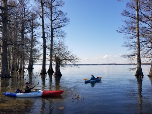 Two kayakers paddle on a calm lake surrounded by cypress trees under a clear blue sky.