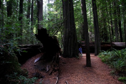 A person walks along a path in a lush redwood forest, surrounded by tall trees and fallen logs.