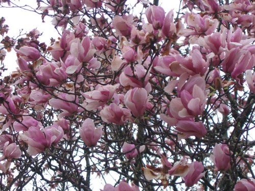 A close-up of pink magnolia flowers blooming on branches against a cloudy sky.