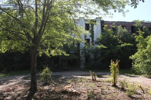 An overgrown area with a large tree in the foreground and a dilapidated building partially hidden by vegetation in the background.