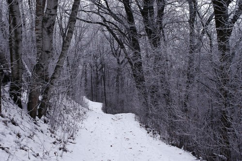 A snowy path winds through a forest of frosted trees, creating a serene winter landscape.