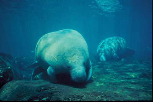 Two manatees swimming underwater near a rocky seabed, surrounded by blue water.