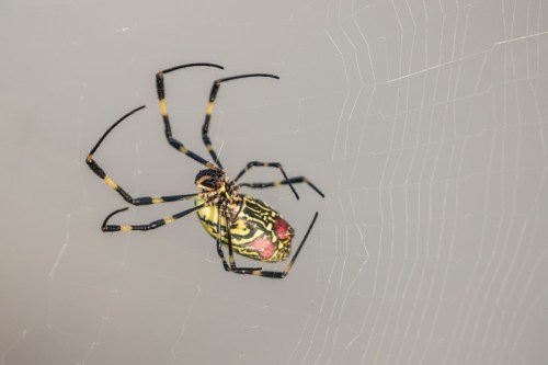 A colorful spider with yellow and black markings is suspended in its intricate web.